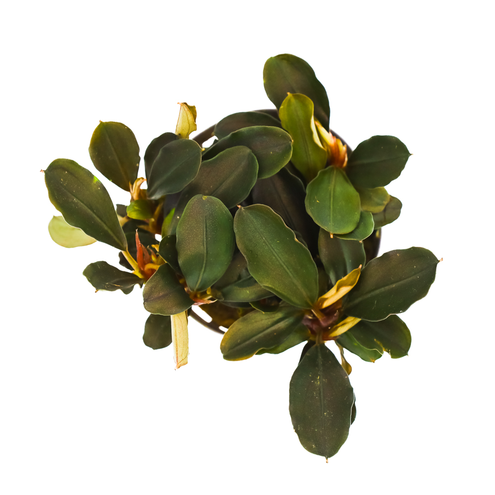 MASTA Bucephalandra Theia roślina do akwarium